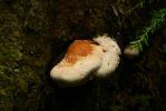 PICTURES/Beach 3 - not Third Beach/t_Red Shroom.JPG